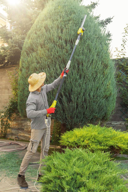 Trusted Shiprock, NM Tree Services Experts