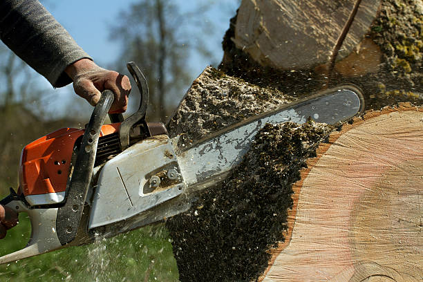 How Our Tree Care Process Works  in  Shiprock, NM